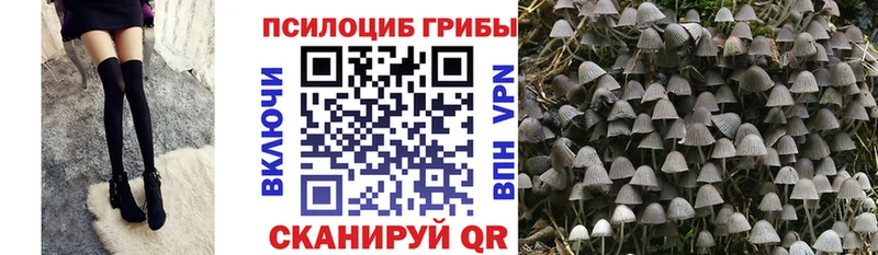 Купить закладки  Куйбышев  Псилоцибиновые грибы Psilocybine cubensis 